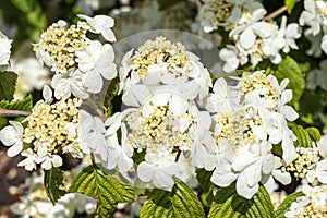 Viburnum plicatum forma tomentosum `Shasta` photo