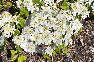 Viburnum plicatum forma tomentosum `Shasta` photo