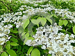 Viburnum Plicatum, Japanese Snowball tree.