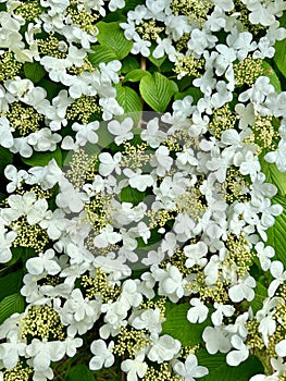 Viburnum Plicatum, Japanese Snowball tree blossoms.