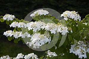 Viburnum plicatum white flowers photo