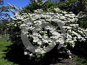 Beautiful flowers of Viburnum plicatum `Mariesii`, Wedding Cake Tree photo