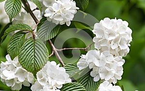 Viburnum plicatum photo