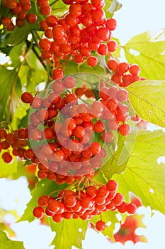 Viburnum red