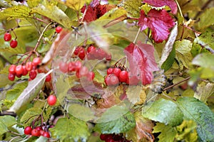 Viburnum. Red berries in autumn