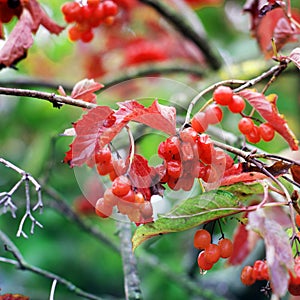 Viburnum. Red berries in autumn