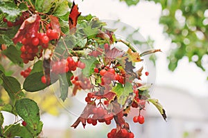 Viburnum. Red berries in autumn