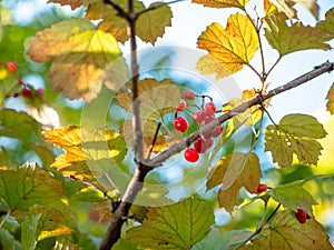 Viburnum red berries hanging outdoors