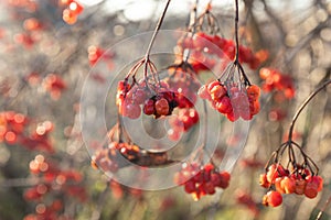 Viburnum red berries kalyna