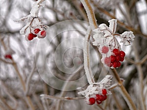 Viburnum red berries and twigs winter season. Hoarfrost