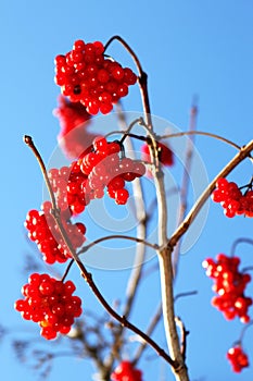 Viburnum red ripe