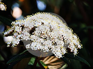 Viburnum rhytidophyllum