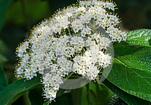 Viburnum rhytidophyllum Alleghany white flowers in spring garden. Leatherleaf Viburnum blooms