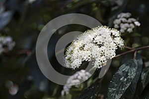 Viburnum rhytidophyllum Alleghany white flowers in spring garden. Leatherleaf Viburnum blooms beautifully even in full