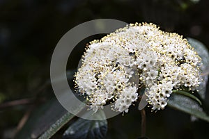 Viburnum rhytidophyllum Alleghany white flowers in spring garden. Leatherleaf Viburnum blooms beautifully even in full