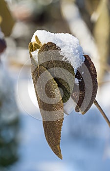 Viburnum rhytidophyllum Alleghany with white snow in spring garden. Leatherleaf Viburnum beautifully even in full shadow