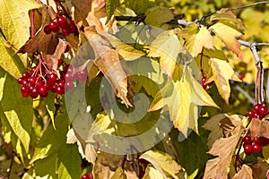 Viburnum ripe red berries on the branches of a tree with autumn leaves