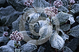 Viburnum Seasonal winter foliage background