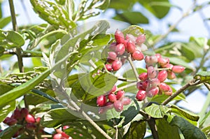 Viburnum setigerum Hance