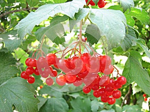 Viburnum Shrub Berries