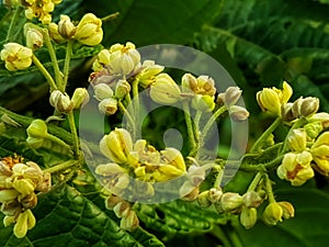 Viburnum sieboldii flower