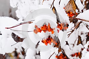 Viburnum in the snow. Winter berries on the tree Kalina