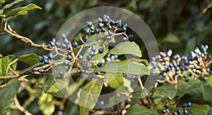 Viburnum tinus. Black berries on the Bush on the background of nature photo