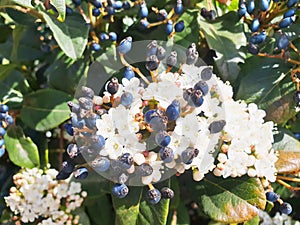 Viburnum tinus bush with black berries photo