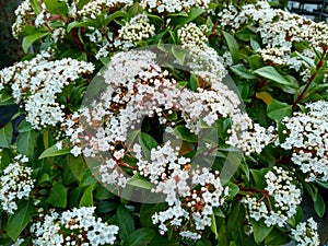 Viburnum tinus 'Eve Price'