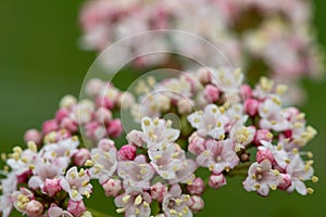 Viburnum tinus lauristinus flowers