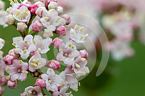 Viburnum tinus lauristinus flowers