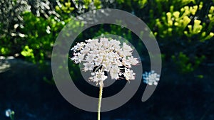 Viburnum tinus laurustinus or laurustine close up. Cool tone. photo