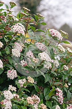 Viburnum tinus, the laurustinus, laurustine or laurestine  plant blooming photo