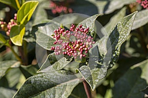 Viburnum tinus, laurustinus, laurustine or laurestine is a species of flowering plant in the family Adoxaceae, native to the photo