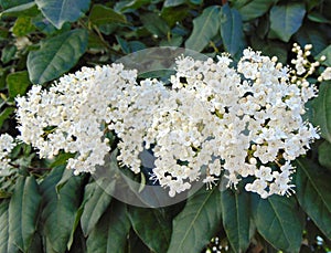 Viburnum tinus Laurustinus tree flowers photo