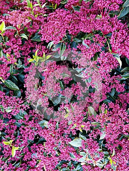 Viburnum tinus plant and blossom