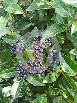 Viburnum tinus photo