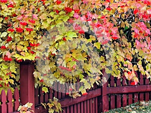 Viburnum tree with autumn leaves, red berries and dark-red wooden fence on the foreground