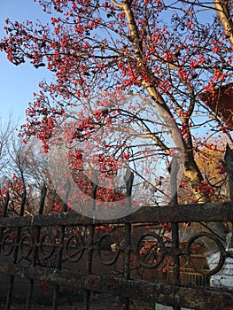 Viburnum tree, old fence, trees