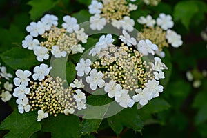 Viburnum trilobum, or highbush cranberry blooming. Viburnum trilobum`s white flowers, blossom, inflorescence in spring