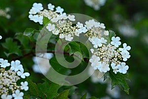 Viburnum trilobum, or highbush cranberry in white blossom in spring. A close-up on white beautiful viburnum inflorescences,