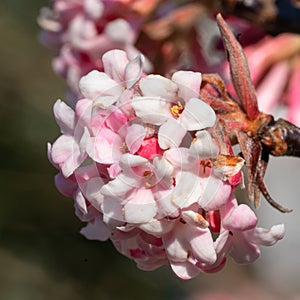 Viburnum, Viburnum farreri