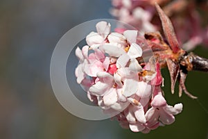 Viburnum, Viburnum farreri