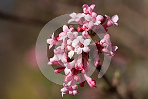 Viburnum, Viburnum farreri