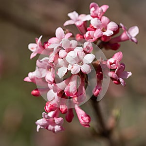 Viburnum, Viburnum farreri