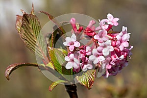 Viburnum, Viburnum farreri