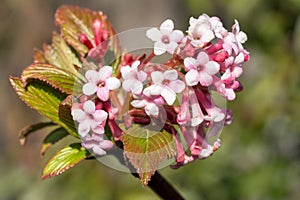 Viburnum, Viburnum farreri