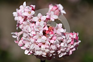 Viburnum, Viburnum farreri