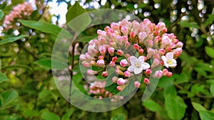 Viburnum - Viburnum farreri, flowers in the garden