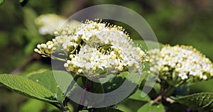 Viburnum (Viburnum lantana) blooms in spring